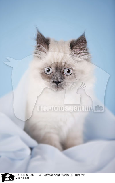 junge Katze / young cat / RR-53997