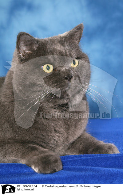 liegender Britisch-Kurzhaar-Mix / lying tomcat / SS-32354