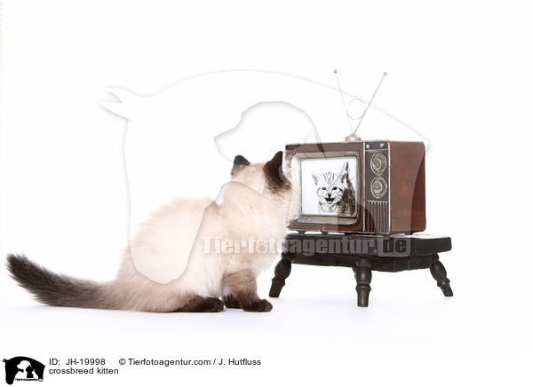 Thai-Angora-Mix Ktzchen / crossbreed kitten / JH-19998