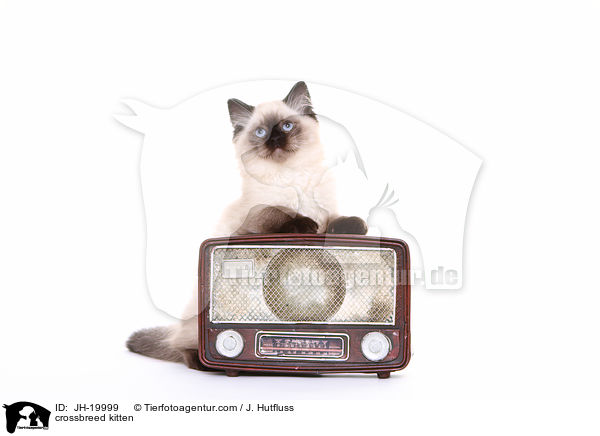 Thai-Angora-Mix Ktzchen / crossbreed kitten / JH-19999