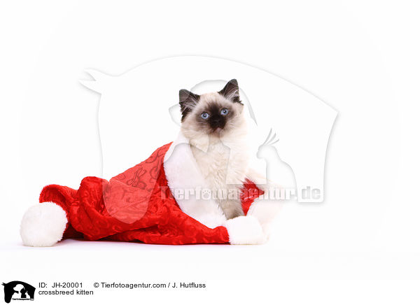 Thai-Angora-Mix Ktzchen / crossbreed kitten / JH-20001