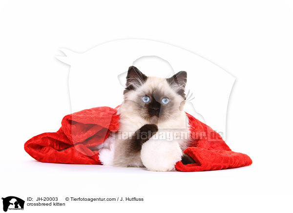 Thai-Angora-Mix Ktzchen / crossbreed kitten / JH-20003