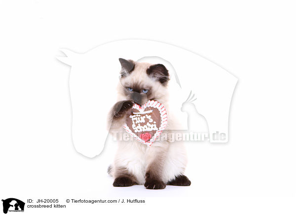 Thai-Angora-Mix Ktzchen / crossbreed kitten / JH-20005