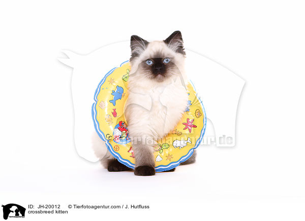 crossbreed kitten / JH-20012