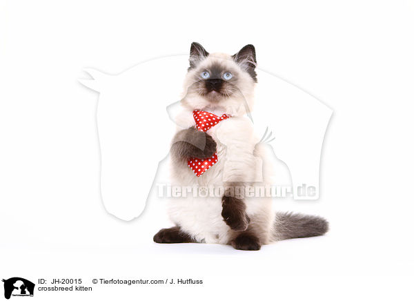 Thai-Angora-Mix Ktzchen / crossbreed kitten / JH-20015