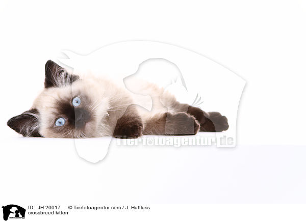 Thai-Angora-Mix Ktzchen / crossbreed kitten / JH-20017