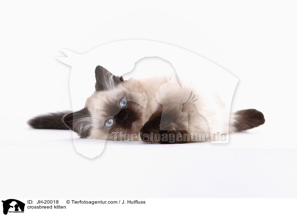 Thai-Angora-Mix Ktzchen / crossbreed kitten / JH-20018
