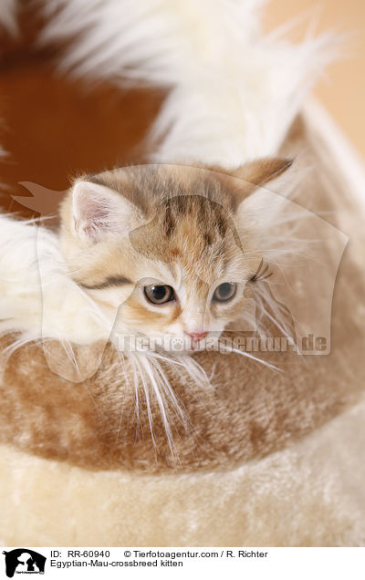 Egyptian-Mau-crossbreed kitten / RR-60940