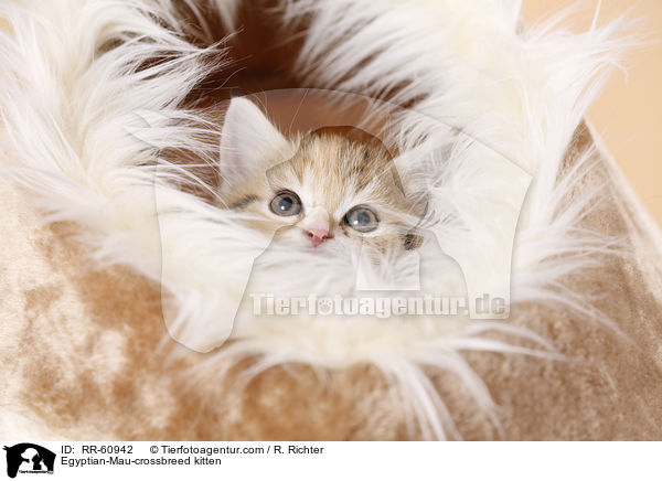 Egyptian-Mau-crossbreed kitten / RR-60942