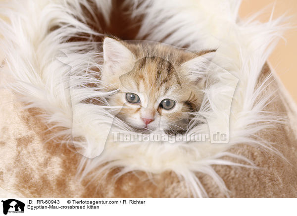 Egyptian-Mau-crossbreed kitten / RR-60943