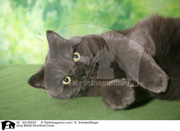 liegender Britisch-Kurzhaar-Mischling / lying British-Shorthair-Cross / SS-38225