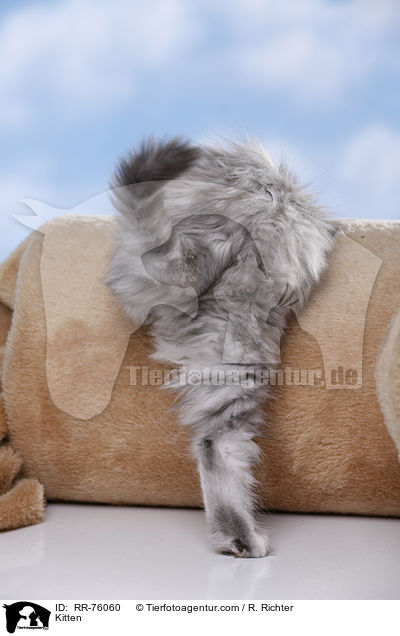 Ktzchen / Kitten / RR-76060