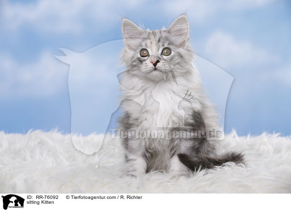 sitzendes Ktzchen / sitting Kitten / RR-76092