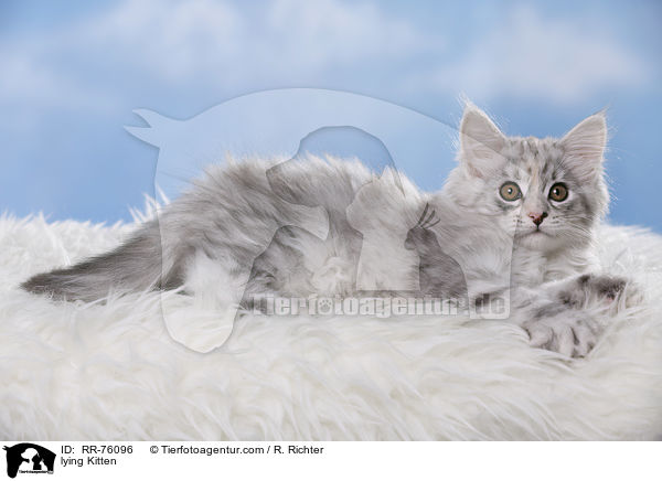 liegendes Ktzchen / lying Kitten / RR-76096