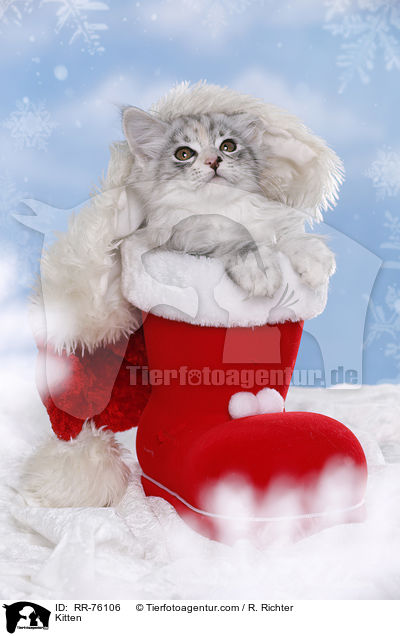 Ktzchen / Kitten / RR-76106