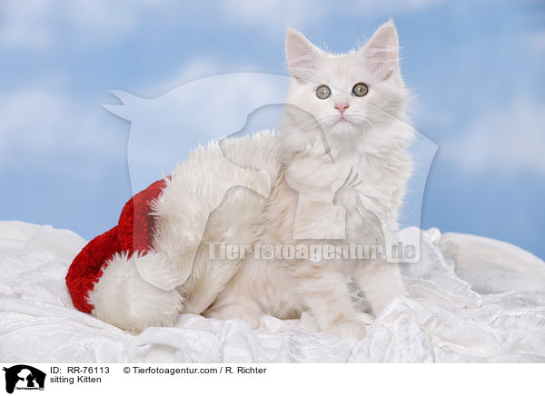 sitzendes Ktzchen / sitting Kitten / RR-76113