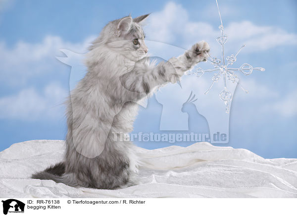 Ktzchen macht Mnnchen / begging Kitten / RR-76138