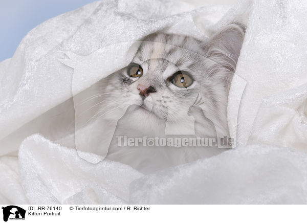 Ktzchen Portrait / Kitten Portrait / RR-76140
