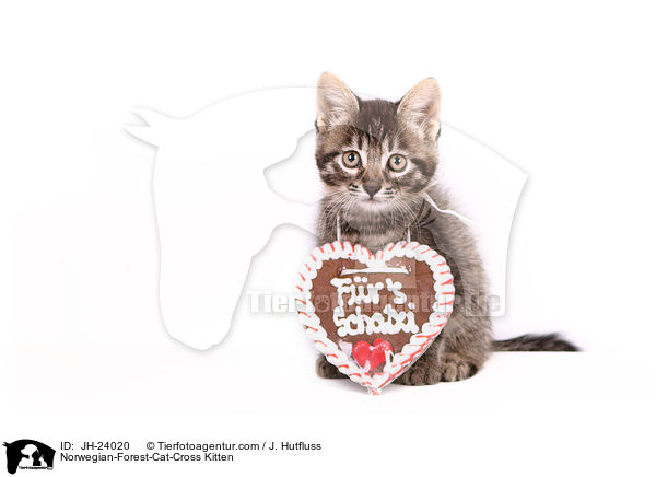 Norwegische-Waldkatze-Mischling Ktzchen / Norwegian-Forest-Cat-Cross Kitten / JH-24020