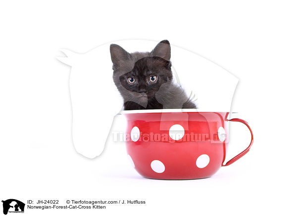 Norwegische-Waldkatze-Mischling Ktzchen / Norwegian-Forest-Cat-Cross Kitten / JH-24022
