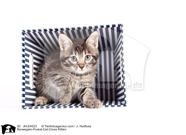 Norwegische-Waldkatze-Mischling Ktzchen / Norwegian-Forest-Cat-Cross Kitten / JH-24023