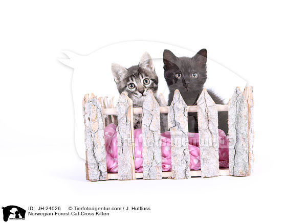 Norwegische-Waldkatze-Mischling Ktzchen / Norwegian-Forest-Cat-Cross Kitten / JH-24026