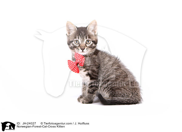 Norwegische-Waldkatze-Mischling Ktzchen / Norwegian-Forest-Cat-Cross Kitten / JH-24027