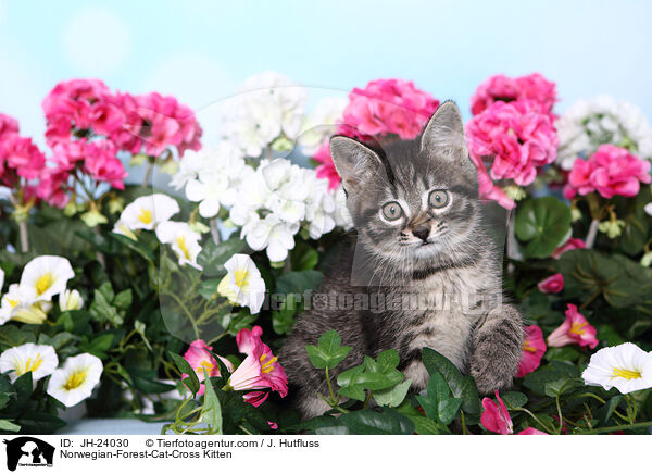 Norwegische-Waldkatze-Mischling Ktzchen / Norwegian-Forest-Cat-Cross Kitten / JH-24030