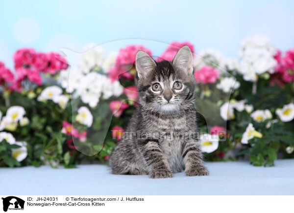 Norwegische-Waldkatze-Mischling Ktzchen / Norwegian-Forest-Cat-Cross Kitten / JH-24031