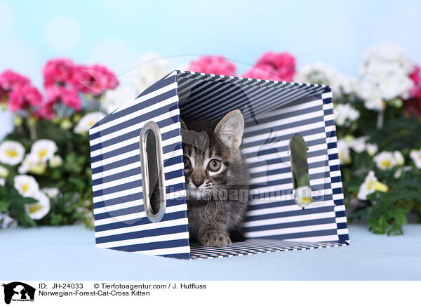 Norwegische-Waldkatze-Mischling Ktzchen / Norwegian-Forest-Cat-Cross Kitten / JH-24033