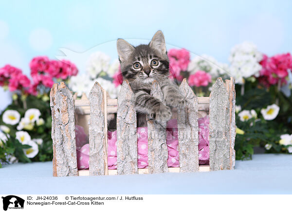 Norwegische-Waldkatze-Mischling Ktzchen / Norwegian-Forest-Cat-Cross Kitten / JH-24036