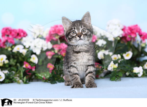 Norwegische-Waldkatze-Mischling Ktzchen / Norwegian-Forest-Cat-Cross Kitten / JH-24039