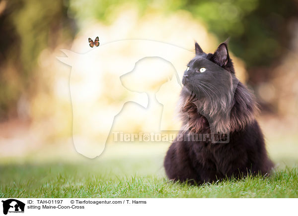 sitting Maine-Coon-Cross / TAH-01197