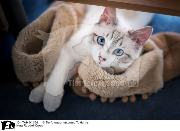 liegender Ragdoll-Mischling / lying Ragdoll-Cross / TAH-01199