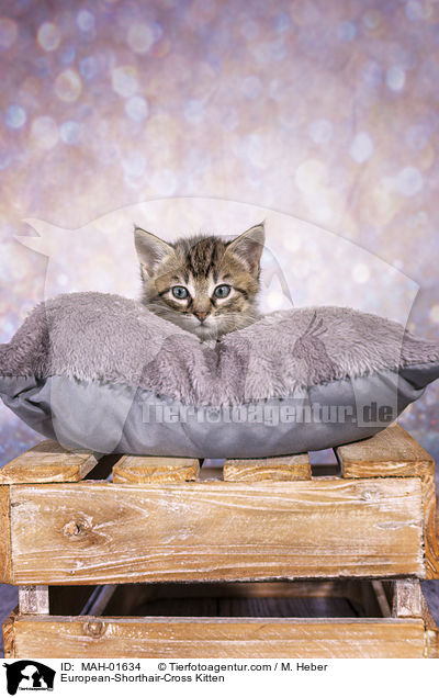Europisch-Kurzhaar-Mischling Ktzchen / European-Shorthair-Cross Kitten / MAH-01634