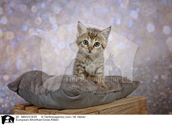 Europisch-Kurzhaar-Mischling Ktzchen / European-Shorthair-Cross Kitten / MAH-01635