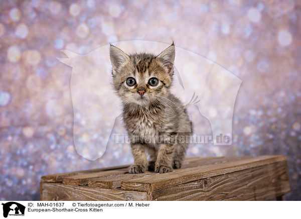 Europisch-Kurzhaar-Mischling Ktzchen / European-Shorthair-Cross Kitten / MAH-01637