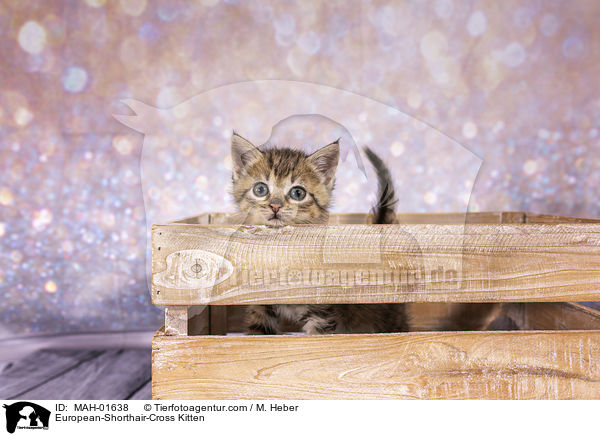 Europisch-Kurzhaar-Mischling Ktzchen / European-Shorthair-Cross Kitten / MAH-01638