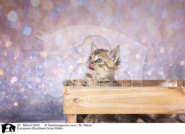 Europisch-Kurzhaar-Mischling Ktzchen / European-Shorthair-Cross Kitten / MAH-01640