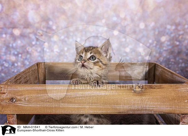 Europisch-Kurzhaar-Mischling Ktzchen / European-Shorthair-Cross Kitten / MAH-01641