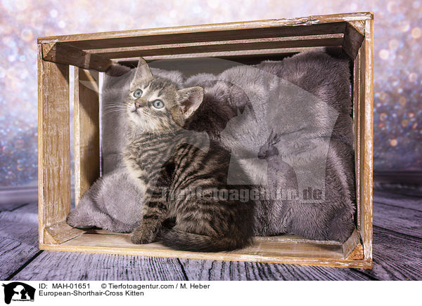 Europisch-Kurzhaar-Mischling Ktzchen / European-Shorthair-Cross Kitten / MAH-01651