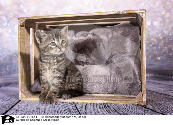 Europisch-Kurzhaar-Mischling Ktzchen / European-Shorthair-Cross Kitten / MAH-01654