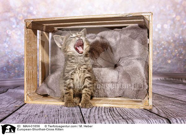 Europisch-Kurzhaar-Mischling Ktzchen / European-Shorthair-Cross Kitten / MAH-01656