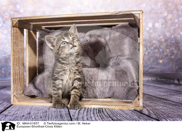 Europisch-Kurzhaar-Mischling Ktzchen / European-Shorthair-Cross Kitten / MAH-01657