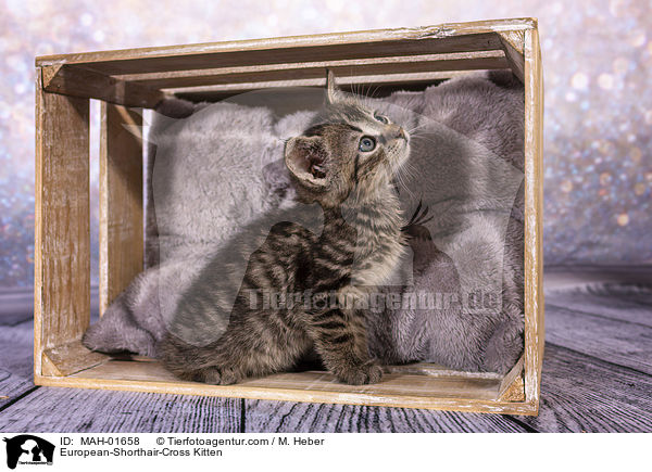 Europisch-Kurzhaar-Mischling Ktzchen / European-Shorthair-Cross Kitten / MAH-01658
