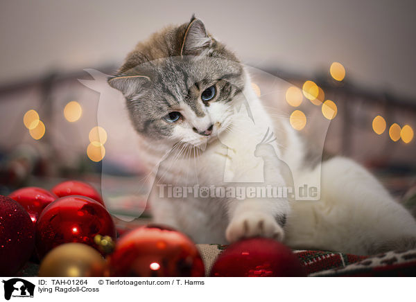 liegender Ragdoll-Mischling / lying Ragdoll-Cross / TAH-01264