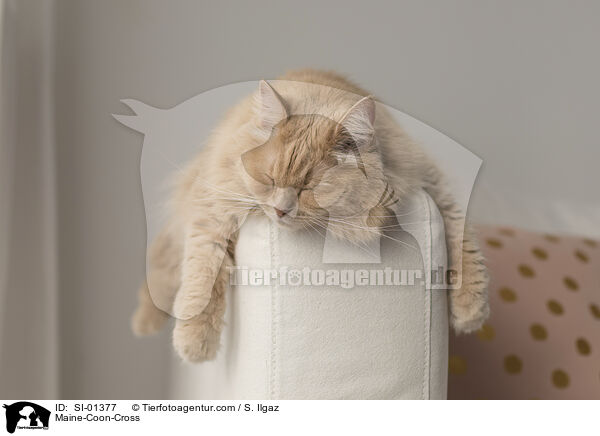 Maine-Coon-Mix / Maine-Coon-Cross / SI-01377