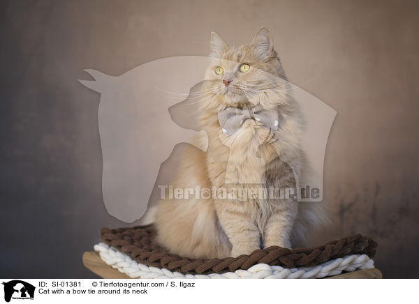 Katze mit Fliege um den Hals / Cat with a bow tie around its neck / SI-01381