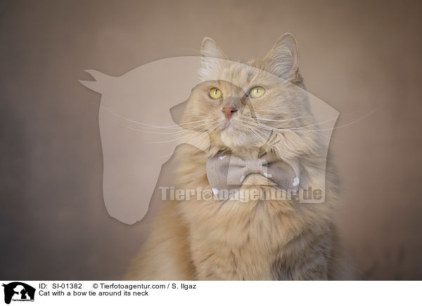 Katze mit Fliege um den Hals / Cat with a bow tie around its neck / SI-01382