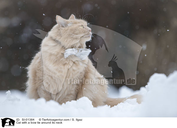 Katze mit Fliege um den Hals / Cat with a bow tie around its neck / SI-01384